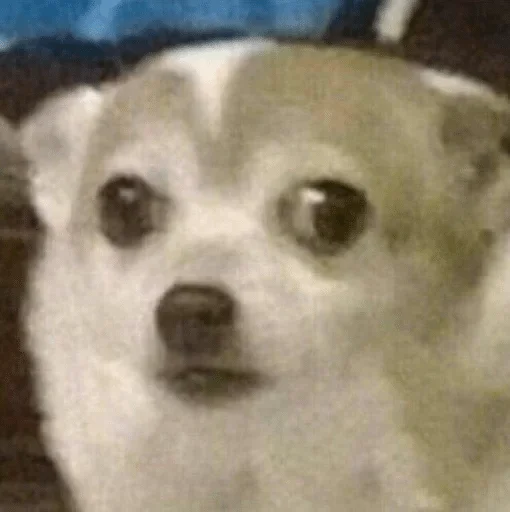 animal animal mammal dog