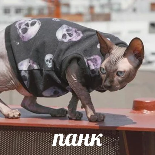 Sticker sphynx cat - 0