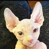 sphynx cat sphynx cat -