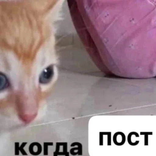 Что за shit Что за shit -