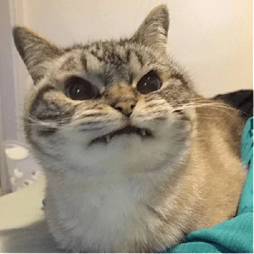 кошаки | via sticked.app кошаки | via sticked.app -
