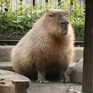 Стикер Больше стикеров: @capybarastiker - 0