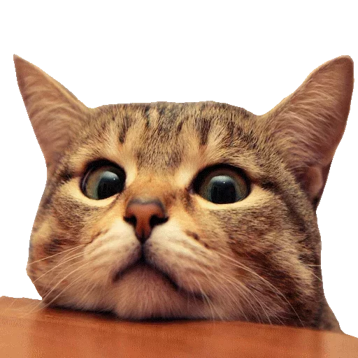 Cats (@stickerus) Cats (@stickerus) - кошка