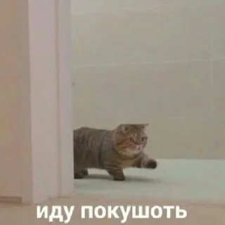 Sticker Асрор Мем by @stikerimbot - 5