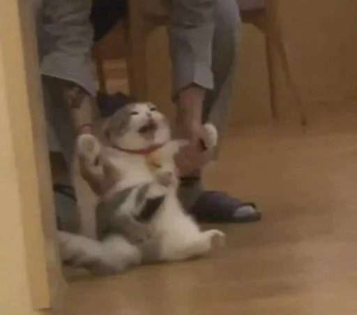 стэньте котиков вуву :: @fStikBot стэньте котиков вуву :: @fStikBot -