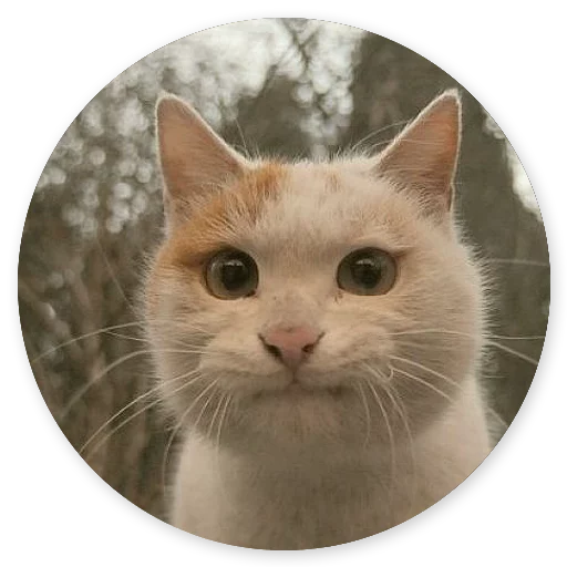 mammal mammal animal cat