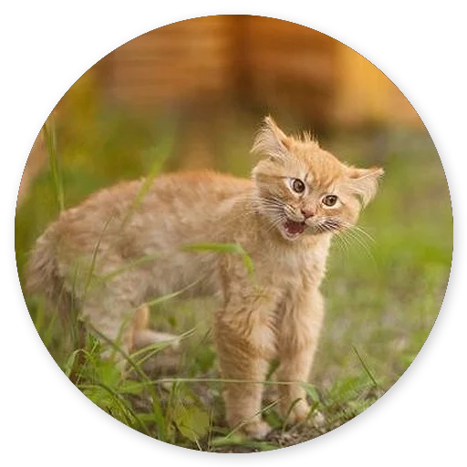 animal animal mammal cat