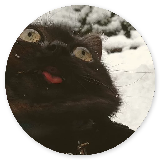 small to medium-sized cats small to medium-sized cats felidae whiskers