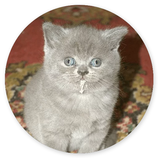 cat cat animal mammal