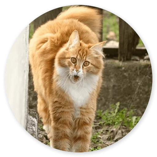 animal animal mammal felidae