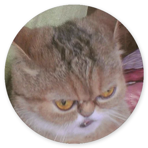 cat cat mammal animal