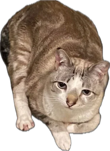 Сьёмя Сьёмя -