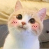 Suicide cats Suicide cats - млекопитающее