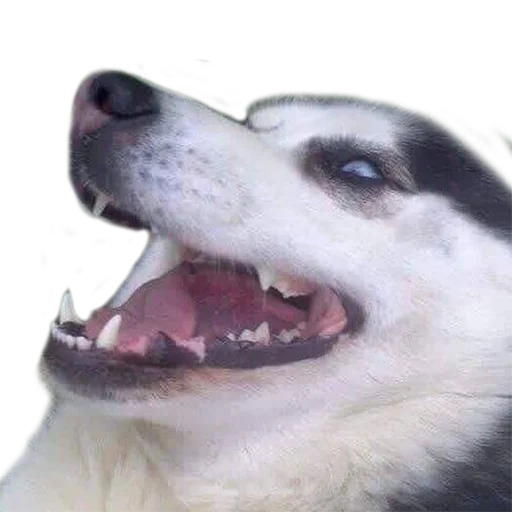 Doge Doge -
