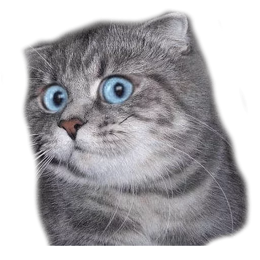 surprised cat surprised cat -