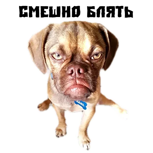 Sticker Сутулая Собака - 0