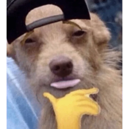 swaggie swaggie -