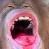 @sweetbaboons @sweetbaboons -