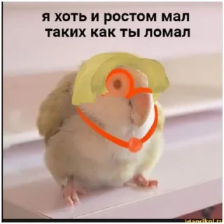Sticker Лололошка (@emopix) - 10 Sticker Лололошка (@emopix) - 10