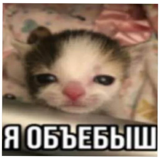 catmem (@emopix) catmem (@emopix) -