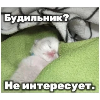 Стикер catmem (@emopix) - 0