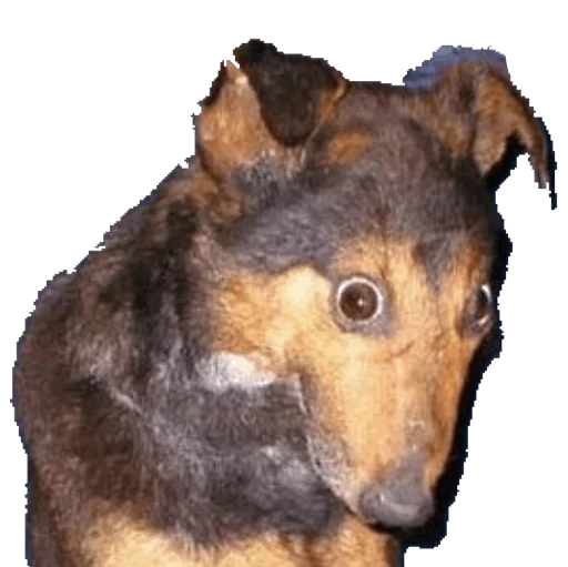 animal animal mammal dog breed
