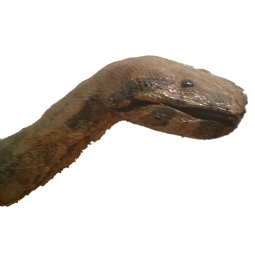 animal animal