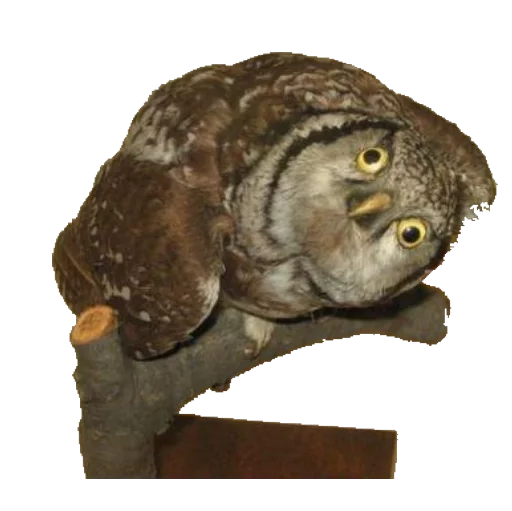 bird bird animal owl