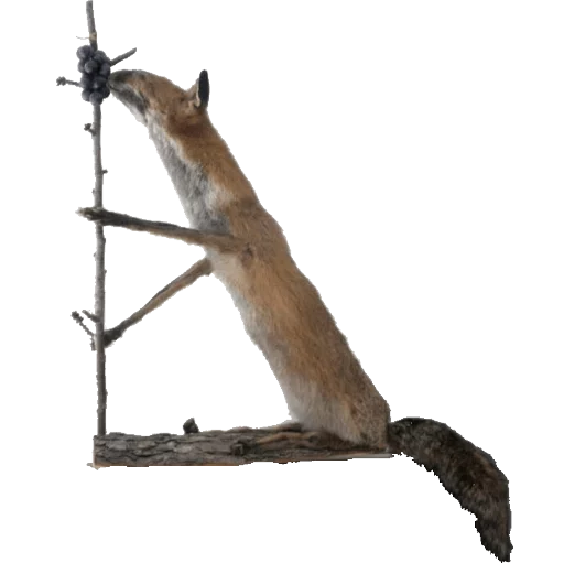 mammal mammal statue animal