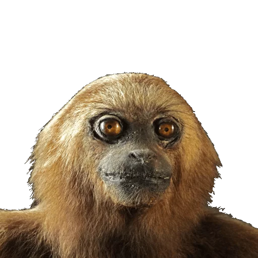 animal animal mammal primate
