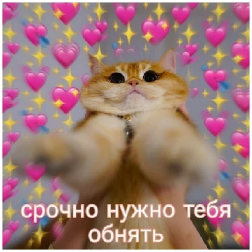 котики💓 котики💓 -