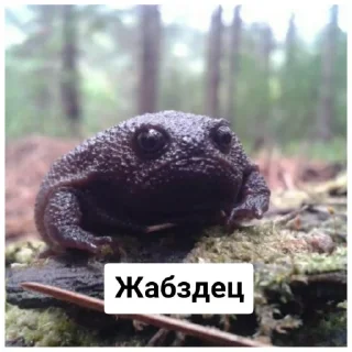 Sticker лягухи (@emopix) - 0