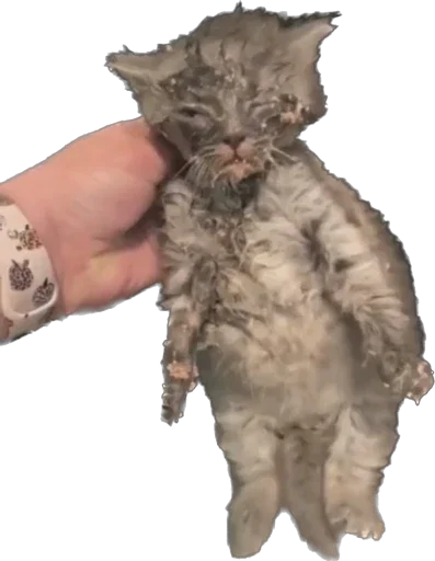 petz💞 petz💞 -