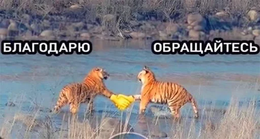 thankstiger thankstiger -