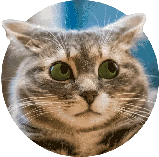 thcat thcat -
