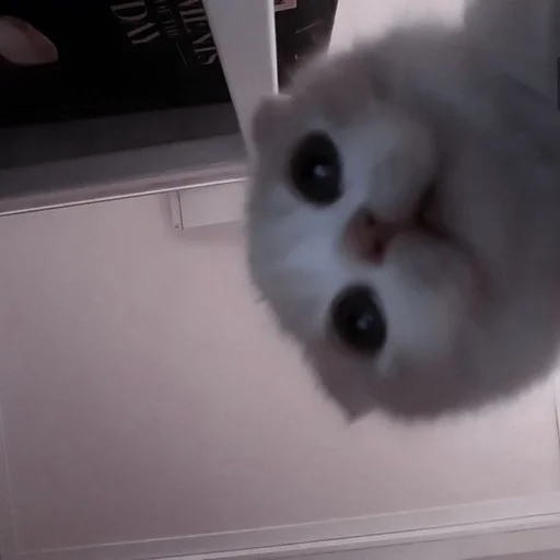 indoor indoor cat animal