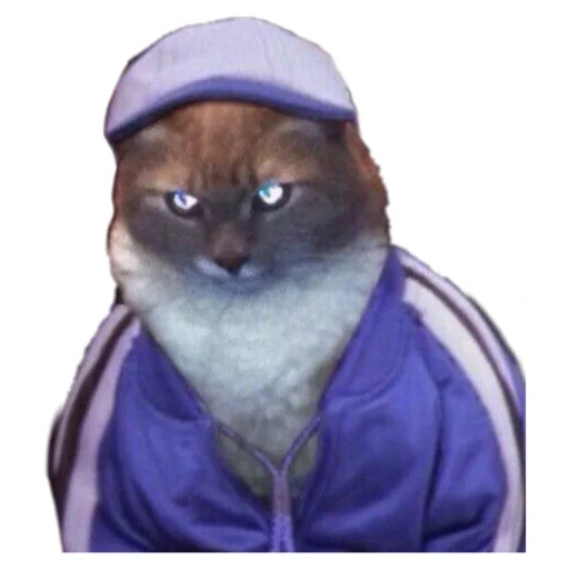 Weird cats Weird cats -