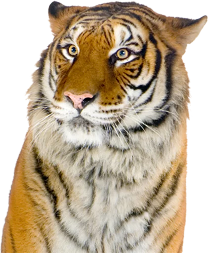 tigger tigger -
