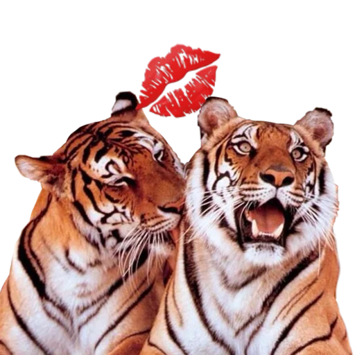 Tigers love Tigers love -