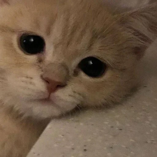 ♡ ♡ -