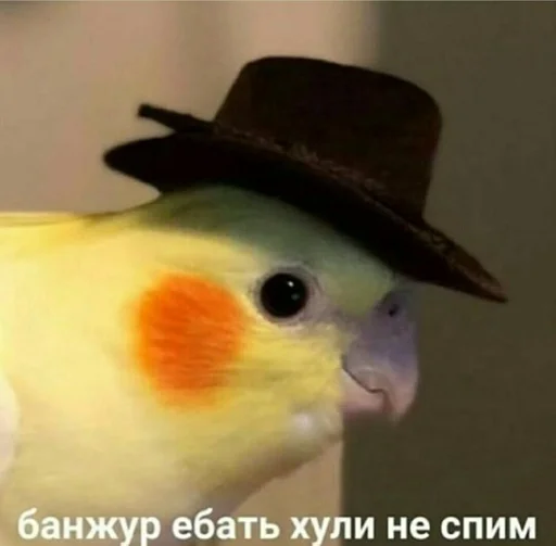 bird bird parrot beak