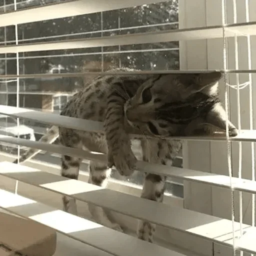 Cats cats Cats @TechShreyash Cats cats Cats @TechShreyash -