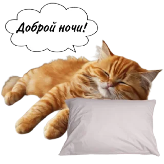 Sticker Рыжие коты 👉 @umamari - 5