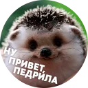 ? Hedgehog memes @lennysticker ? Hedgehog memes @lennysticker - animal