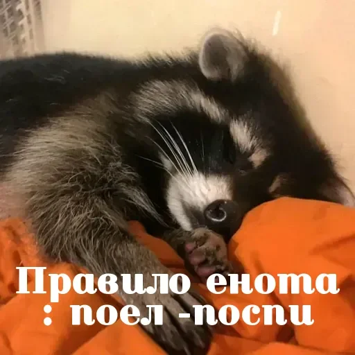 Енотик- Арнольдик 💋 by @DuoSticker_bot Енотик- Арнольдик 💋 by @DuoSticker_bot -