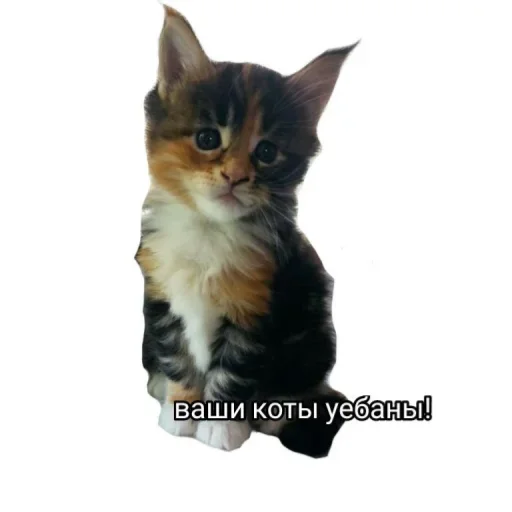 мемы сос @TgEmodziBot мемы сос @TgEmodziBot -