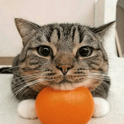 Кот с мандарином Кот с мандарином -