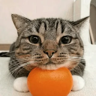 Стикер Кот с мандарином - 0