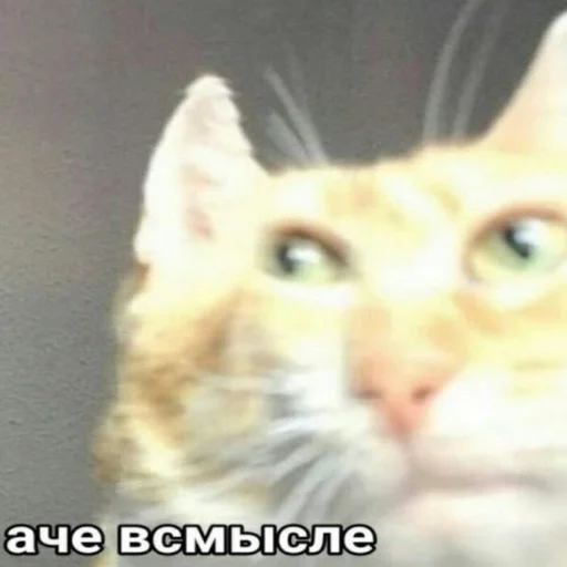 vermishelkins vermishelkins - СМС