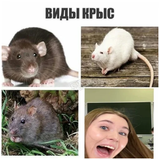 ✨вероничка✨ ✨вероничка✨ -